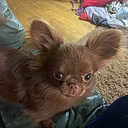 Boss joined the competition — help win amazing prizes! animal, blanket, brown, close_up, companion, curious, cute, dog, domestic, ears, floor, fluffy, fur, home, indoor, looking, pet, small_dog, toy, wooden_floor