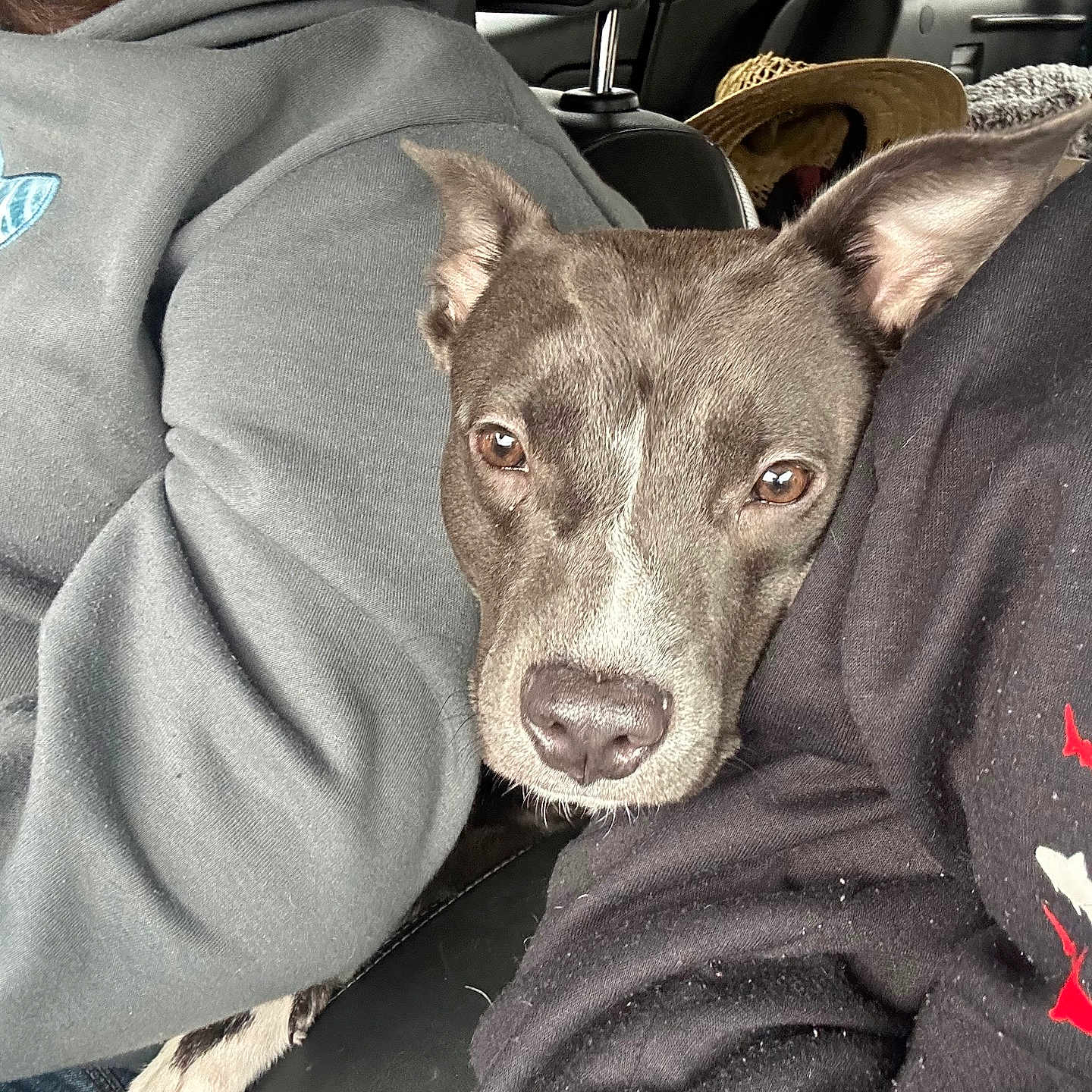 Layla joined the competition — help win amazing prizes! adult, animal, canine, clothing, coat, cushion, dog, face, head, homedecor, hound, jacket, male, man, pants, person, pet, photography, portrait, puppy