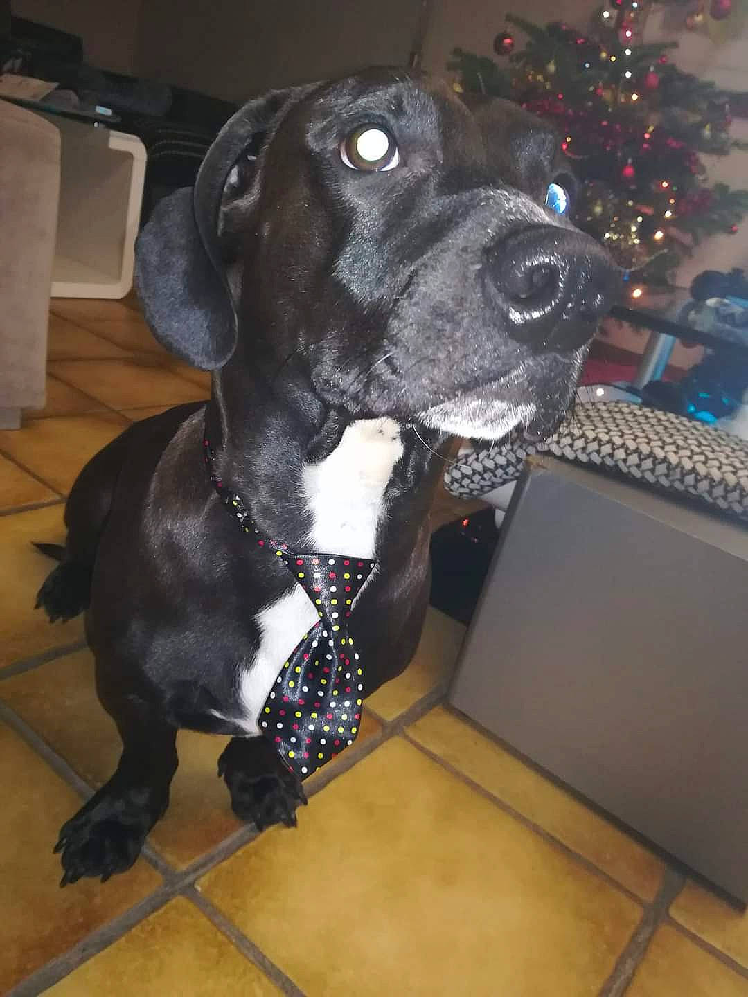 Black a rejoint le concours — aidez-le/la à gagner de superbes lots ! bandog, beagador, cane_corso, canidae, carnivore, dog, dog_breed, fawn, great_dane, guard_dog, mammal, non_sporting_group, patterdale_terrier, plott_hound, pointer, rare_breed_dog, snout, sporting_group, vertebrate