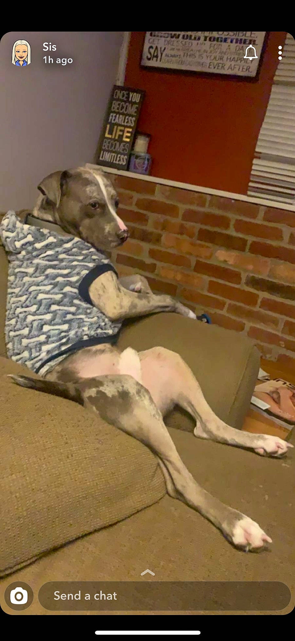 Staind joined the competition — help win amazing prizes! canidae, carnivore, chippiparai, dog, dog_breed, fawn, galgo_espanol, greyhound, hortaya_borzaya, italian_greyhound, magyar_agar, mammal, mudhol_hound, polish_greyhound, rampur_greyhound, sighthound, sloughi, sporting_group, vertebrate, whippet