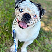Tank joined the competition — help win amazing prizes! animal, black_spots, blue_eyes, canine, close_up, collar, dog, friendly, grass, happy, leash, nature, outdoor, pet, playful, puppy, sitting, summer, tongue_out, white_fur