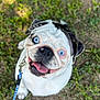 Tank is registered to the contest to win money with this photo: animal, black_fur, blue_eyes, canine, closeup, companion, cute, daylight, dog, friendly, grass, happy, leash, outdoor, pet, playful, portrait, sitting, tongue_out, white_fur