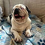 Tank joined the competition — help win amazing prizes! animal, blanket, companion, cozy, cute, dog, domestic_animal, ears, face, friendly, fur, indoor, lying_down, mammal, nail, paw_prints, pet, pug, snout, tongue_out