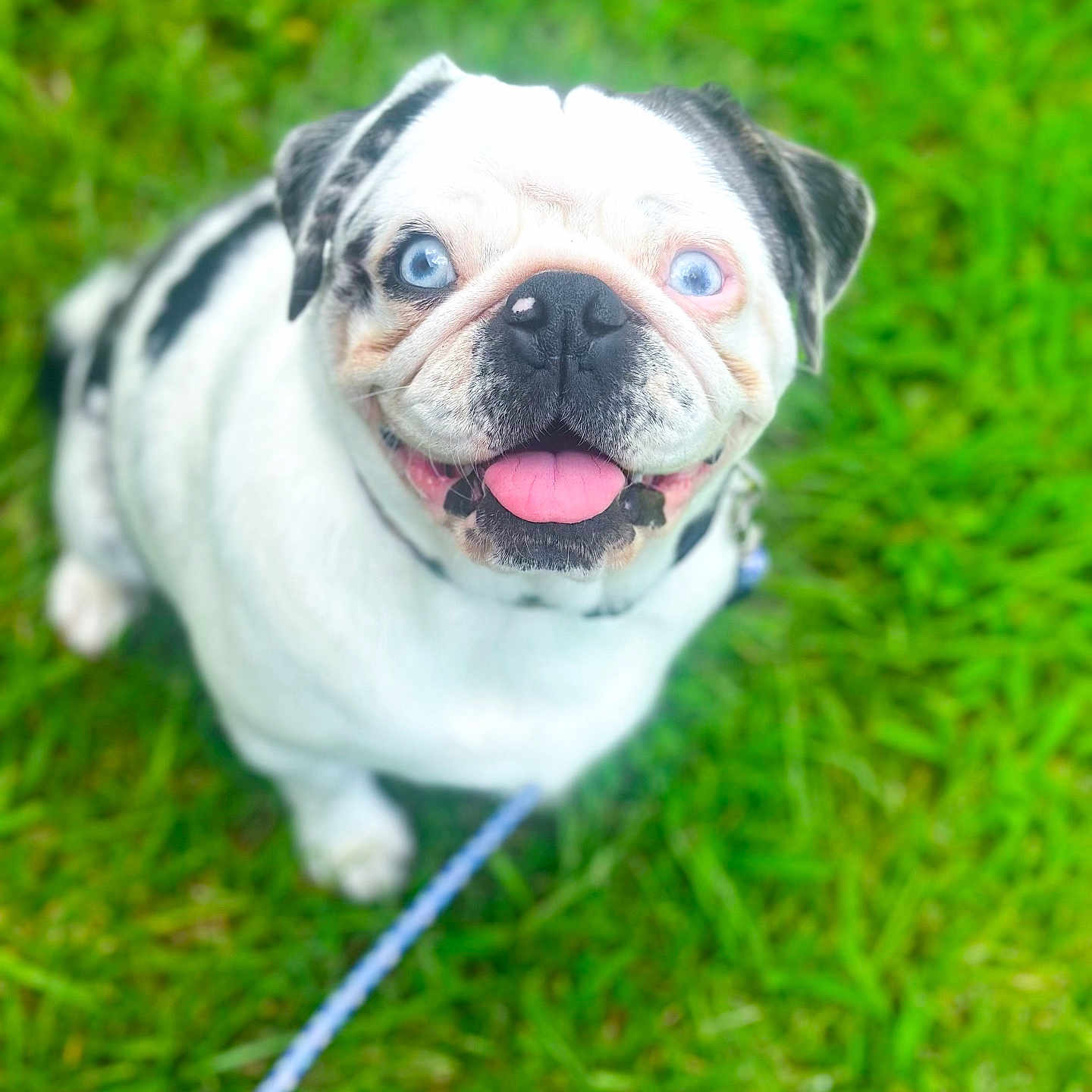 Tank is registered to the contest to win money with this photo: animal, black_spots, blue_eyes, canine, close_up, cute, dog, friendly, grass, happy, leash, looking_up, nature, outdoor, pet, playful, smiling, summer, tongue_out, white_fur