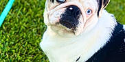 Tank joined the competition — help win amazing prizes! animal, black_and_white, blue_eyes, canine, closeup, companion, cute, dog, domestic, ears, fur, grass, green, muzzle, nature, outdoor, pet, playful, portrait, young
