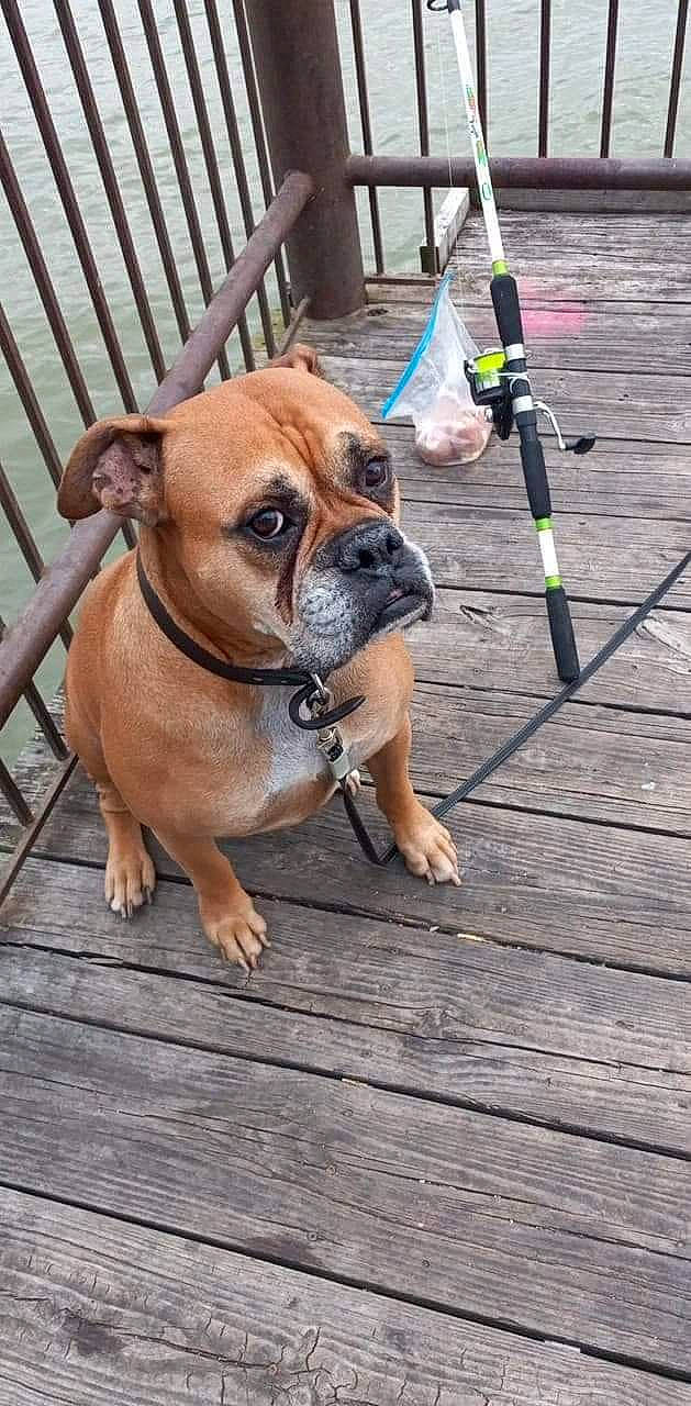 Duke is registered to the contest to win money with this photo: canidae, carnivore, collar, companion_dog, dog, dog_breed, dog_collar, dog_supply, door, fawn, fence, flooring, pet_supply, plant, snout, sporting_group, wood, working_animal, working_dog, wrinkle