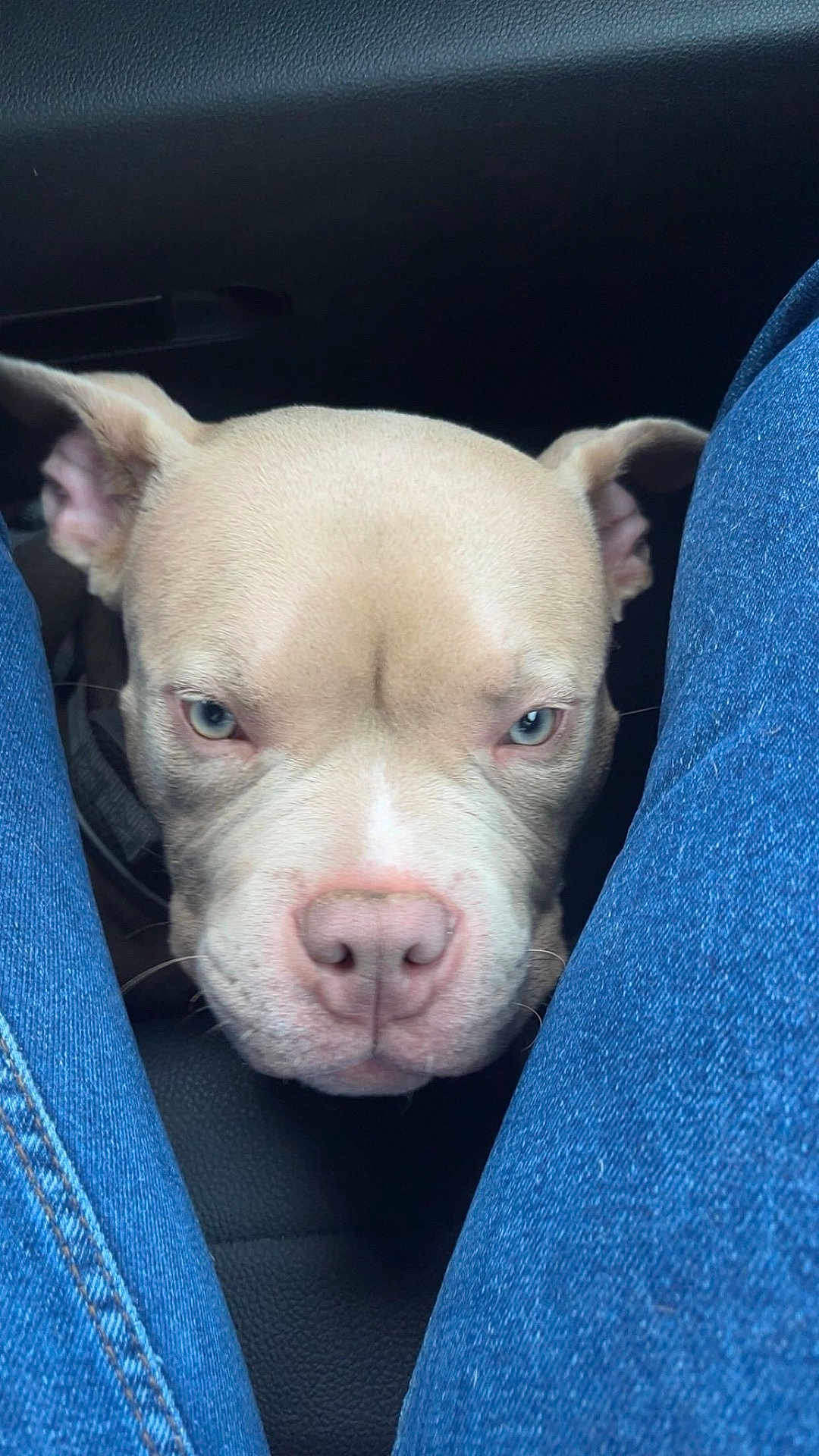 Thor a rejoint le concours — aidez-le/la à gagner de superbes lots ! dog, pet, canine, closeup, blue_eyes, jeans, legs, car_interior, curious, animal, mammal, face, snout, ears, fur, domestic_animal, portrait, sitting, looking_up, indoor
