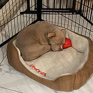 Thor participe au concours pour gagner de l'argent avec cette photo : dog, sleeping, pet_bed, orange_ball, playpen, floor, marble_floor, indoor, resting, tan_dog, curled_up, cozy, quiet, relaxed, toy, home, fenced_area, soft_bed, peaceful, companion