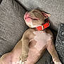 puppy, dog, sleeping, couch, gray, orange_collar, pet, relaxed, indoor, cute, animal, fur, paw, belly_up, cozy, resting, domestic_animal, canine, snout, tongue