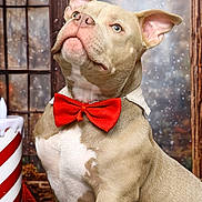 Thor participe au concours pour gagner de l'argent avec cette photo : animal, bow_tie, candle, close_up, cute, decor, dog, ears, festive, fur, holiday, indoor, light_brown, mammal, pet, portrait, posing, snout, white_chest, window