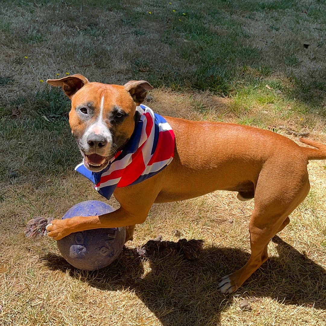 Fez joined the competition — help win amazing prizes! animal, ball, canine, dog, face, football, grass, head, hound, nature, outdoors, park, person, pet, photography, plant, portrait, puppy, soil, vegetation
