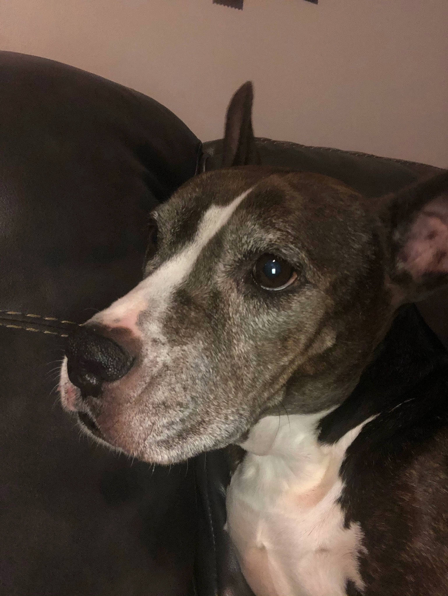 Chata is registered to the contest to win money with this photo: canidae, carnivore, collar, companion_dog, dog, dog_breed, ear, fawn, fur, metal, monochrome_photography, non_sporting_group, sighthound, snout, terrestrial_animal, whiskers, working_animal