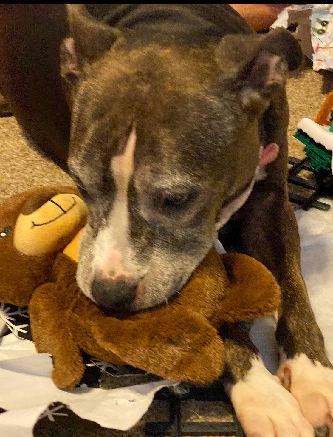 Chata joined the competition — help win amazing prizes! canidae, carnivore, collar, companion_dog, dog, dog_breed, dog_collar, fawn, fur, metal, non_sporting_group, puppy, snout, sporting_group, terrestrial_animal, whiskers, working_animal