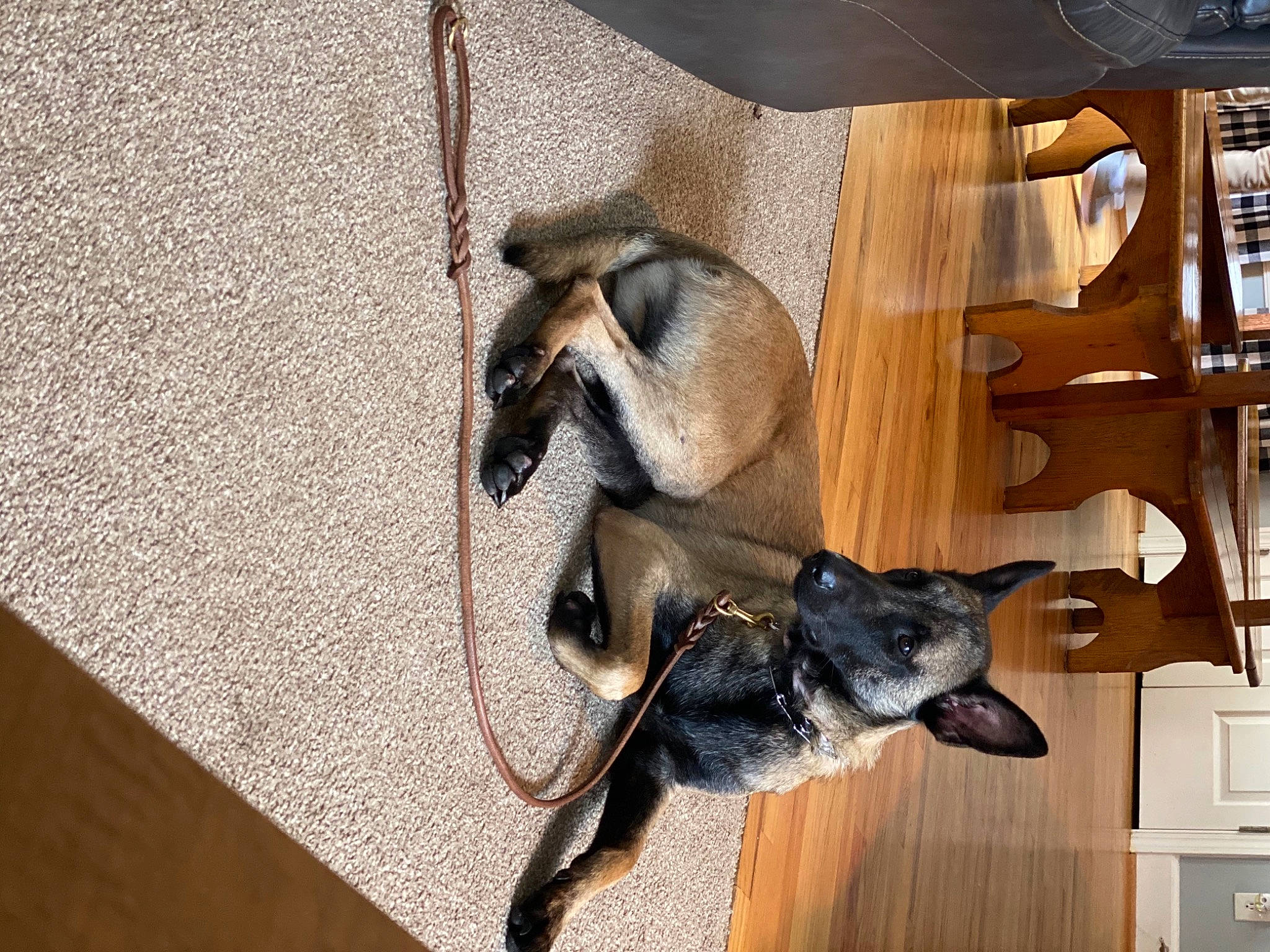 Jaak is registered to the contest to win money with this photo: canidae, carnivore, comfort, companion_dog, dog, dog_breed, fawn, felidae, floor, flooring, hardwood, mammal, pet_supply, room, small_to_medium_sized_cats, snout, sporting_group, tail, wood, working_animal