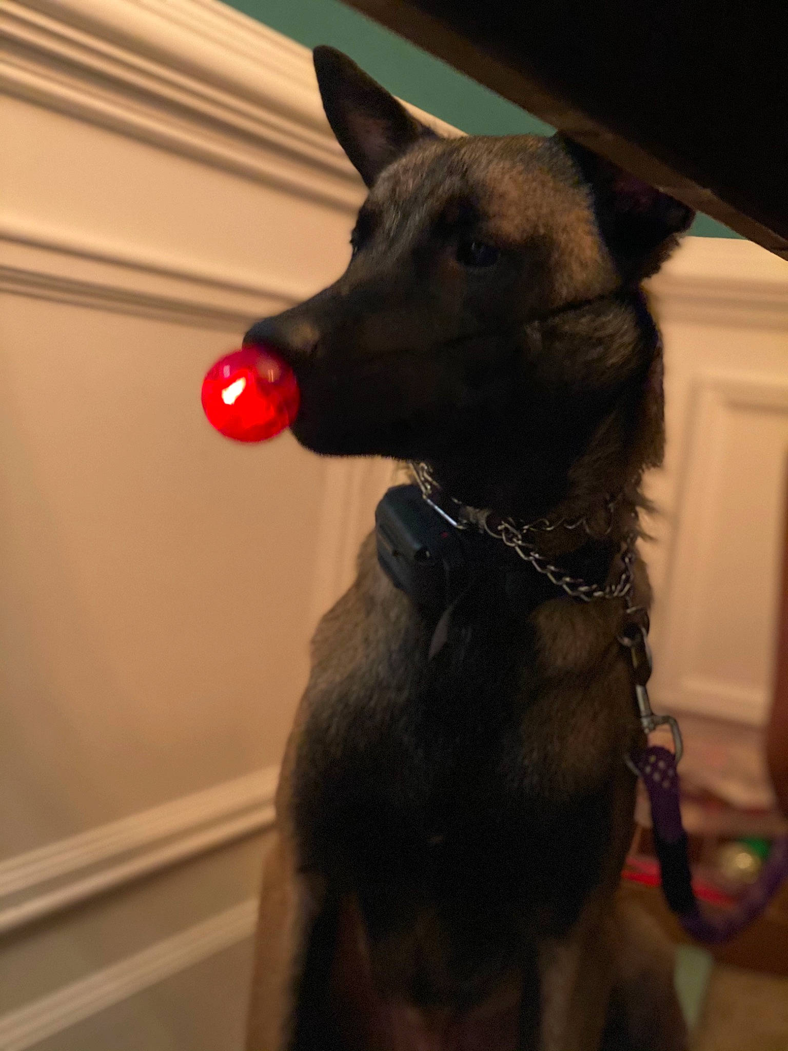 Jaak joined the competition — help win amazing prizes! canidae, carmine, carnivore, collar, companion_dog, cone, dog, dog_breed, dog_collar, dog_supply, ear, fashion_accessory, fawn, fur, pet_supply, snout, sporting_group, tail, whiskers, working_animal