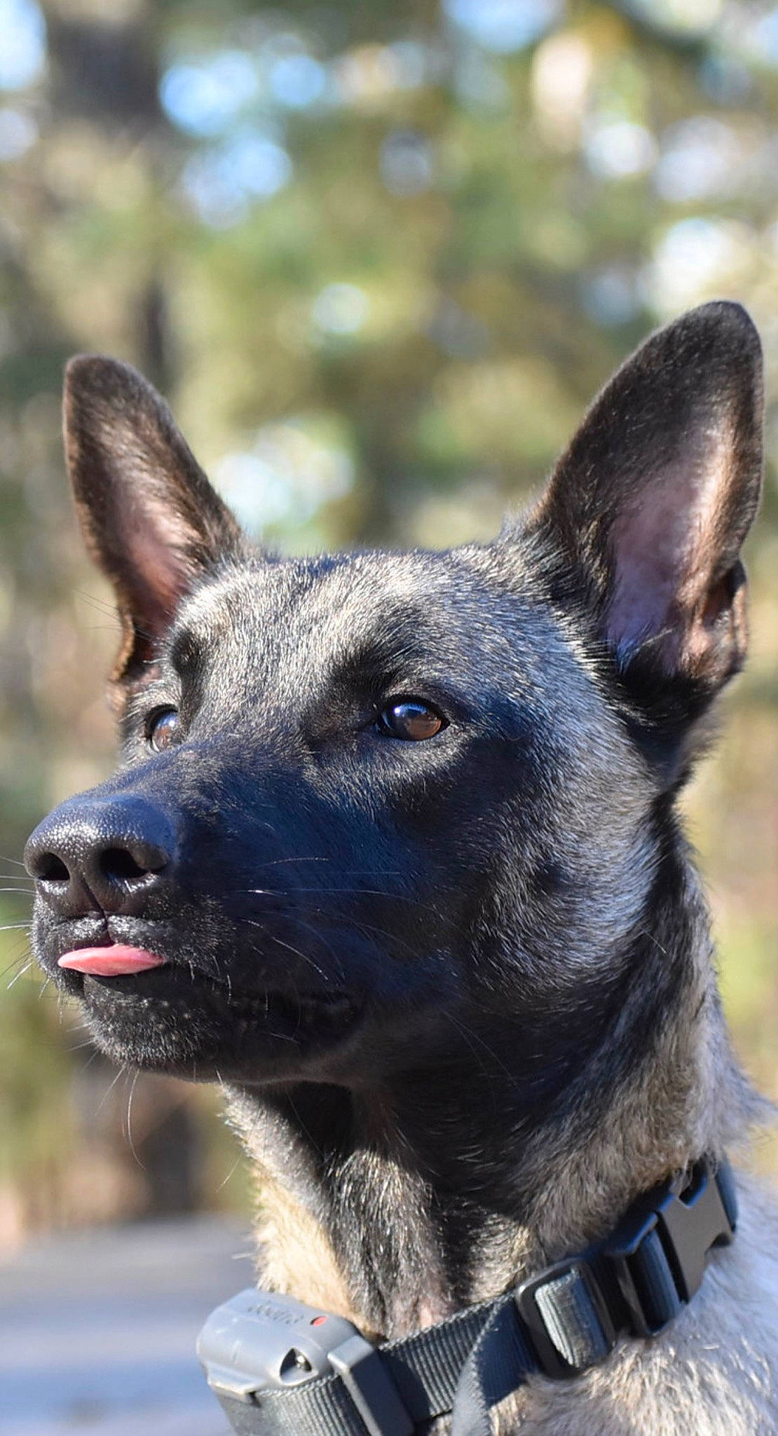 Jaak is registered to the contest to win money with this photo: canidae, carnivore, close_up, collar, companion_dog, dog, dog_breed, dog_collar, eye, fawn, fur, herding_dog, jaw, plant, snout, sporting_group, terrestrial_animal, whiskers, working_animal, working_dog