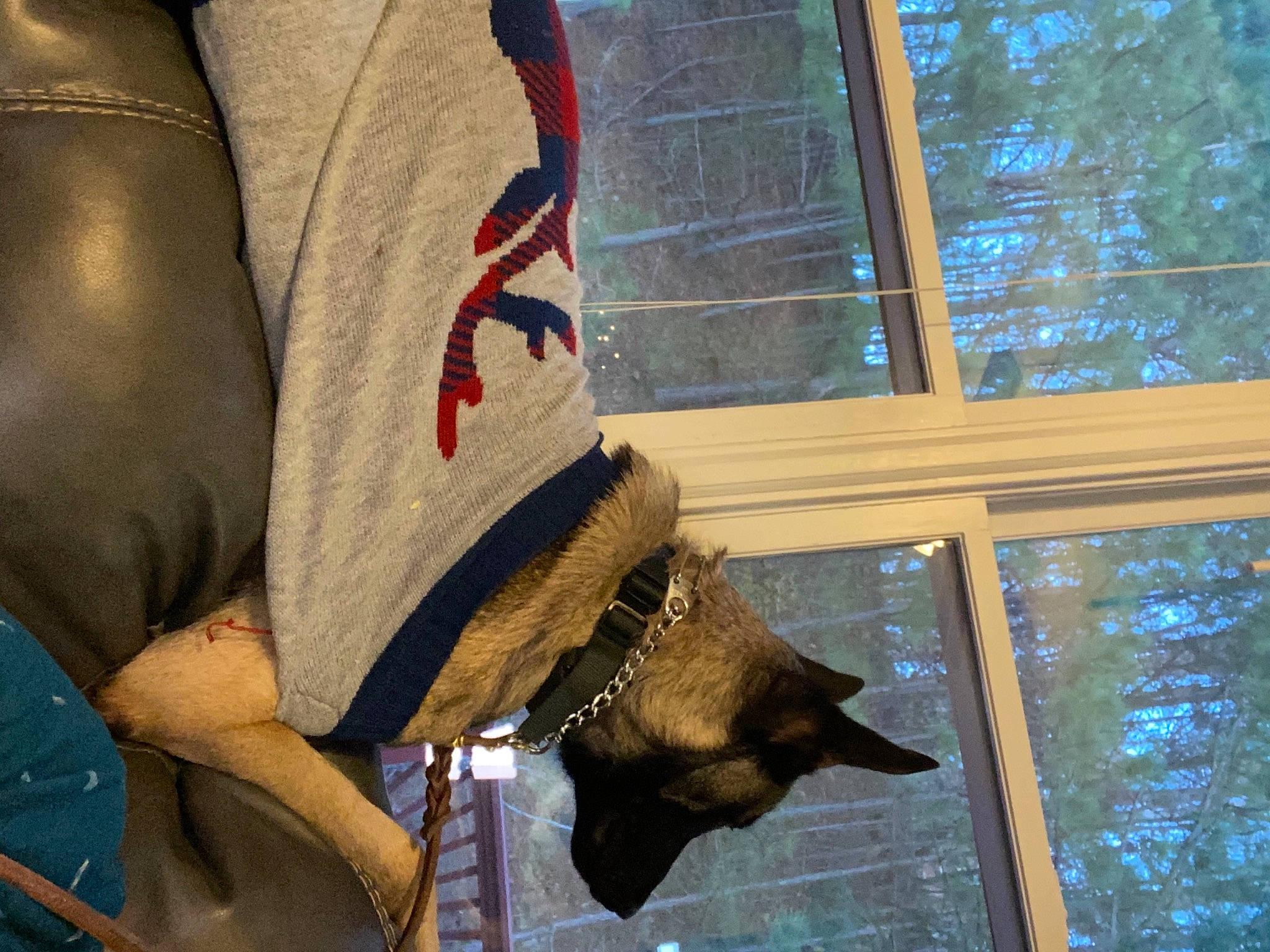 Jaak joined the competition — help win amazing prizes! canidae, carnivore, dog, dog_breed, elbow, fashion_accessory, fawn, fur, guard_dog, human_leg, law_enforcement, personal_protective_equipment, snout, sporting_group, tail, thigh, tree, window, wood, working_animal