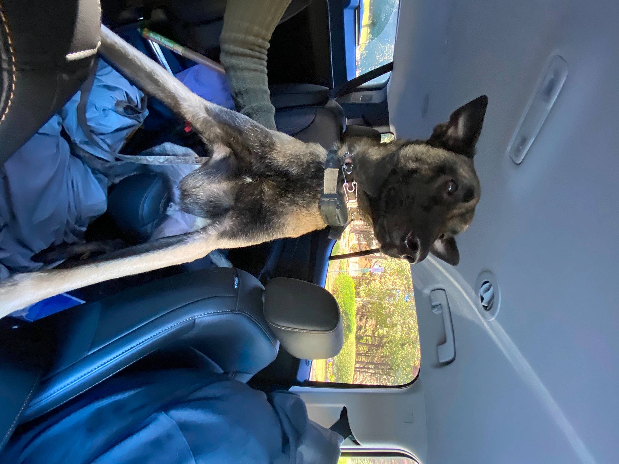 Jaak is registered to the contest to win money with this photo: auto_part, automotive_exterior, automotive_window_part, car, car_seat, carnivore, dog, dog_breed, family_car, fawn, felidae, gesture, hood, motor_vehicle, snout, sporting_group, vehicle, vehicle_door, window, windshield