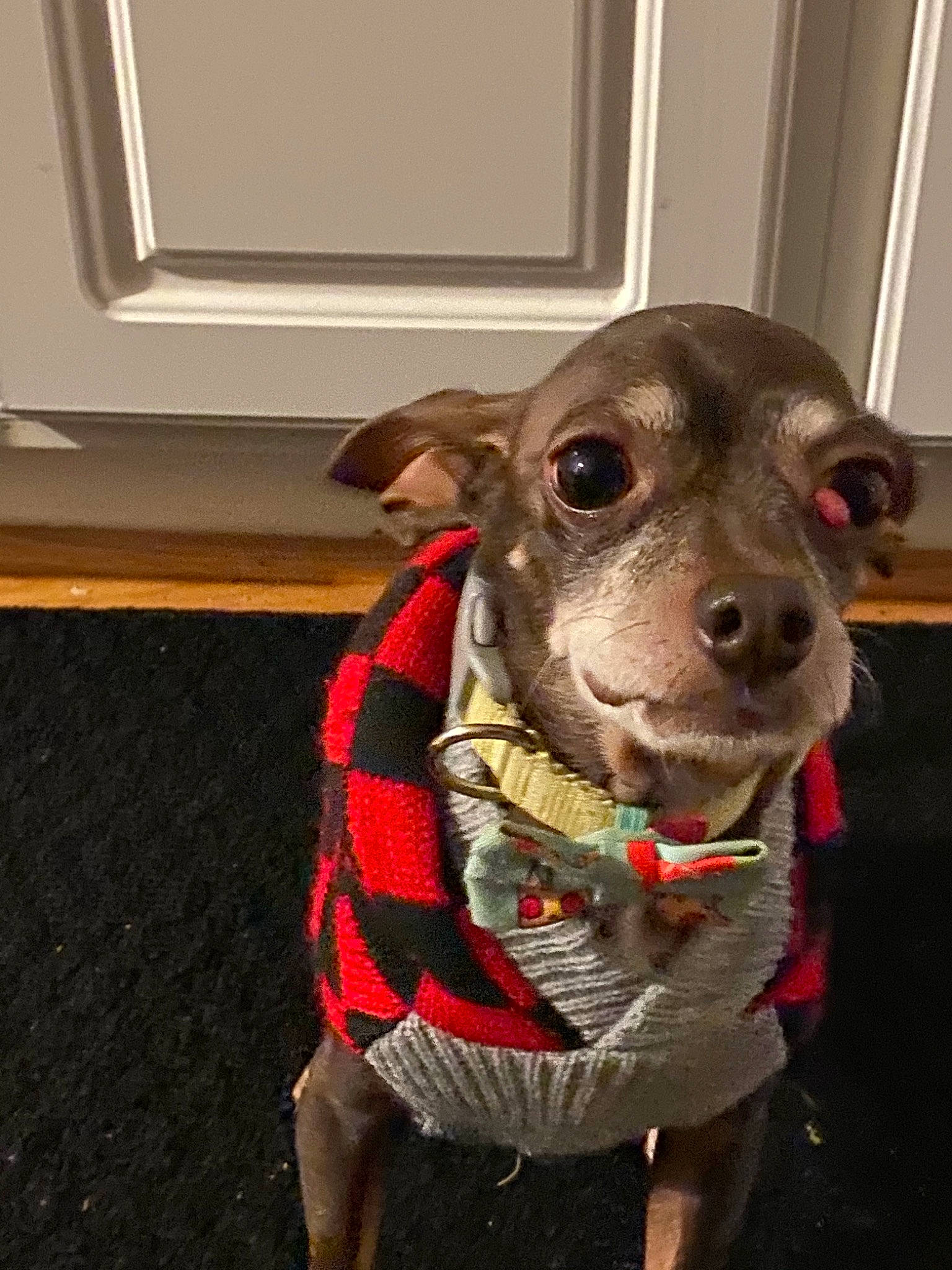 Snickers is registered to the contest to win money with this photo: carnivore, collar, companion_dog, dog, dog_breed, dog_clothes, dog_collar, dog_supply, fashion_accessory, fawn, fur, leash, liver, personal_protective_equipment, pet_supply, sleeve, sporting_group, whiskers, wood, working_animal