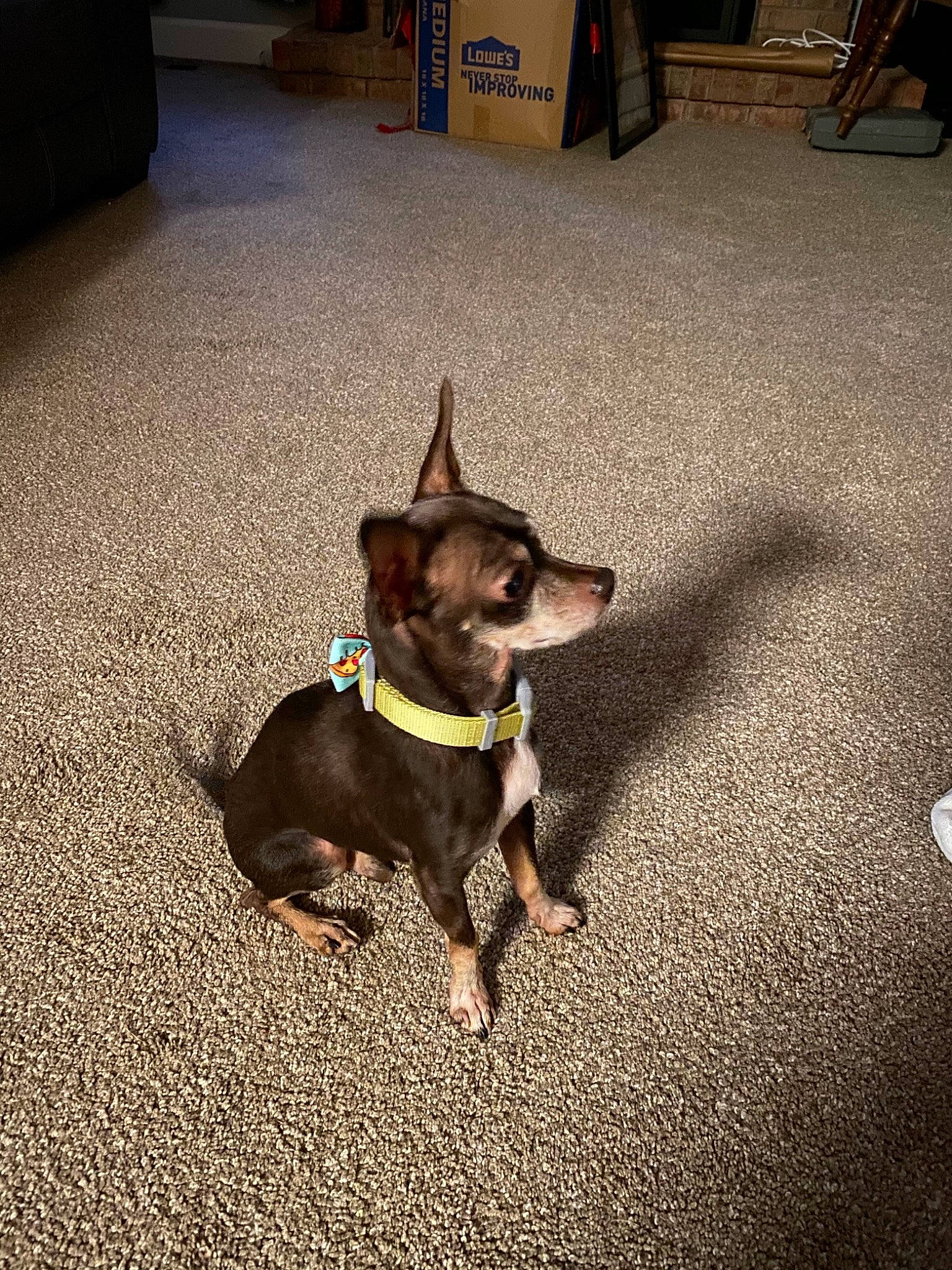 Snickers is registered to the contest to win money with this photo: carnivore, chair, collar, companion_dog, dog, dog_breed, dog_collar, dog_supply, fawn, floor, flooring, leash, pet_supply, road_surface, snout, sporting_group, tail, tints_and_shades, whiskers, working_animal