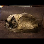 Theodore joined the competition — help win amazing prizes! cat, siamese_cat, sleeping, curled_up, brown_couch, indoor, pet, feline, fur, resting, cozy, relaxed, animal, whiskers, tail, ears, home, leather, domestic, quiet