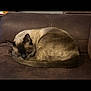 cat, siamese_cat, sleeping, curled_up, brown_couch, indoor, pet, feline, fur, resting, cozy, relaxed, animal, whiskers, tail, ears, home, leather, domestic, quiet