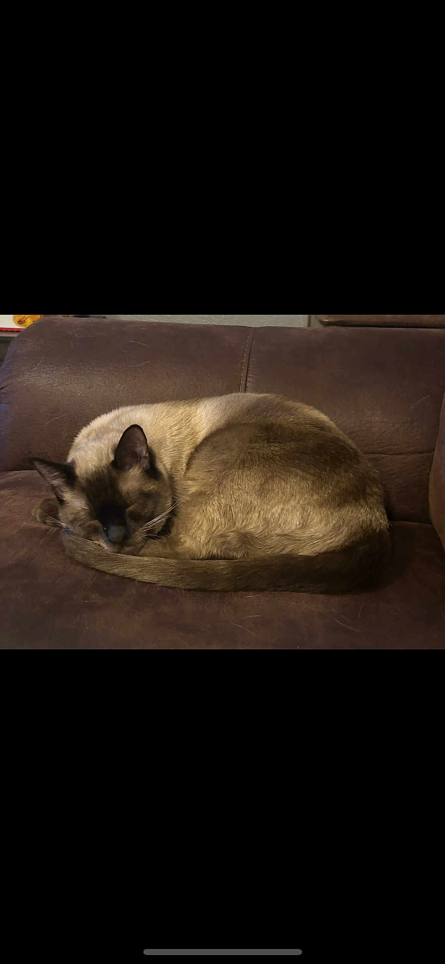 Theodore joined the competition — help win amazing prizes! cat, siamese_cat, sleeping, curled_up, brown_couch, indoor, pet, feline, fur, resting, cozy, relaxed, animal, whiskers, tail, ears, home, leather, domestic, quiet