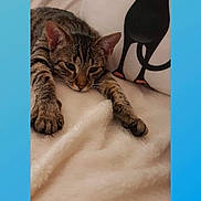 Roxan a rejoint le concours — aidez-le/la à gagner de superbes lots ! cat, tabby_cat, pet, animal, feline, resting, blanket, pillow, indoor, cozy, relaxed, fur, whiskers, ears, claws, closeup, cute, sleepy, soft, home