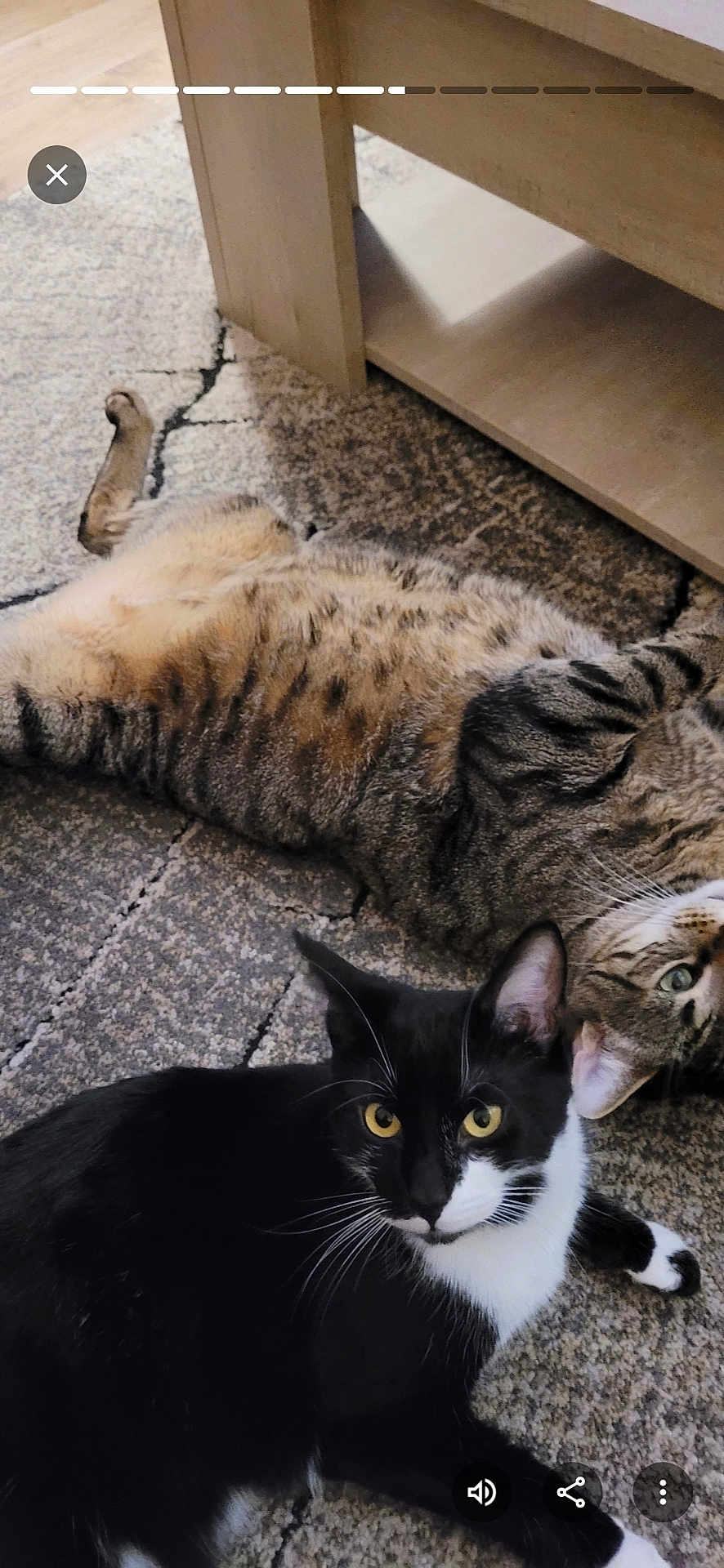 Roxan participe au concours pour gagner de l'argent avec cette photo : cat, two_cats, black_and_white_cat, tabby_cat, carpet, indoor, furniture, wooden_furniture, pet, animal, whiskers, yellow_eyes, relaxed, lying_down, alert, domestic_cat, floor, patterned_carpet, cute, companions