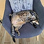 Roxan a rejoint le concours — aidez-le/la à gagner de superbes lots ! cat, tabby, sleeping, chair, cushion, pillow, gray, furniture, wooden_floor, relaxed, pet, indoor, cute, animal, striped, cozy, resting, home, domestic_cat, soft