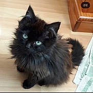 Maïko participe au concours pour gagner de l'argent avec cette photo : cat, black_cat, fluffy, green_eyes, pet, animal, indoor, wooden_floor, furniture, towel, cute, looking_up, small, domestic_cat, fur, whiskers, tail, ears, home, floor