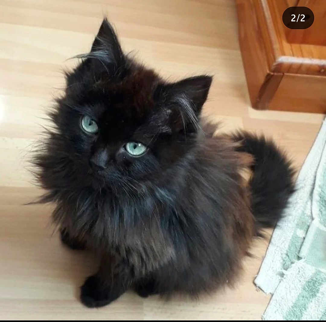 Maïko participe au concours pour gagner de l'argent avec cette photo : cat, black_cat, fluffy, green_eyes, pet, animal, indoor, wooden_floor, furniture, towel, cute, looking_up, small, domestic_cat, fur, whiskers, tail, ears, home, floor