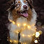 Saïka a rejoint le concours — aidez-le/la à gagner de superbes lots ! animal, australian_shepherd, black, bokeh, brown, close_up, cute, dog, fairy_lights, fluffy, glowing, happy, night, outdoor, pet, portrait, smiling, tongue_out, warm_lighting, white