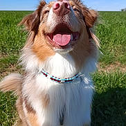 Saïka participe au concours pour gagner de l'argent avec cette photo : animal, blue_sky, canine, collar, daytime, dog, ears, fluffy, fur, grass, happy, muzzle, nature, outdoor, pet, playful, portrait, smiling, sunny, tongue_out