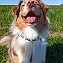 animal, blue_sky, canine, collar, daytime, dog, ears, fluffy, fur, grass, happy, muzzle, nature, outdoor, pet, playful, portrait, smiling, sunny, tongue_out