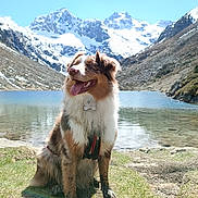 Saïka participe au concours pour gagner de l'argent avec cette photo : dog, mountain, lake, snow, grass, outdoor, nature, sunny, blue_sky, happy, muddy, tongue_out, pet, canine, scenic, water, rocky, hiking, leash, adventure