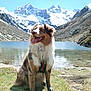 dog, mountain, lake, snow, grass, outdoor, nature, sunny, blue_sky, happy, muddy, tongue_out, pet, canine, scenic, water, rocky, hiking, leash, adventure