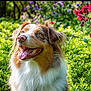 animal, australian_shepherd, bright, canine, closeup, colorful, dog, flowers, fur, garden, grass, greenery, happy, nature, outdoor, pet, portrait, summer, sunlight, tongue_out
