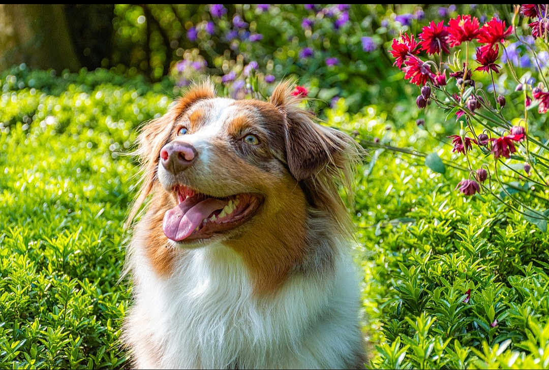 Saïka participe au concours pour gagner de l'argent avec cette photo : animal, australian_shepherd, bright, canine, closeup, colorful, dog, flowers, fur, garden, grass, greenery, happy, nature, outdoor, pet, portrait, summer, sunlight, tongue_out