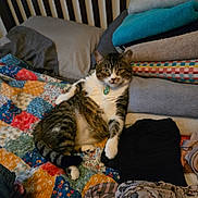 Max is registered to the contest to win money with this photo: cat, tabby_cat, pet, collar, tag, bed, quilt, pillow, towel, stacked_towels, blanket, pattern, indoor, fur, paw, tail, relaxed, lounging, home, fabric