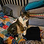 cat, tabby_cat, pet, collar, tag, bed, quilt, pillow, towel, stacked_towels, blanket, pattern, indoor, fur, paw, tail, relaxed, lounging, home, fabric