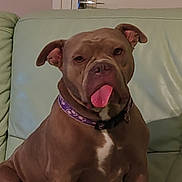 Vania participe au concours pour gagner de l'argent avec cette photo : dog, brown_dog, pet, indoor, couch, leather_couch, purple_collar, tongue_out, sitting, canine, domestic_animal, companion, house, furniture, door_handle, portrait, cute, animal_face, relaxed, friendly
