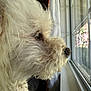Gusgus joined the competition — help win amazing prizes! dog, white_dog, fluffy, curly_fur, side_profile, window, looking_out, natural_light, indoors, pet, canine, fur, nose, whiskers, reflection, tree, glass, daylight, close_up, quiet