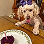 Gusgus joined the competition — help win amazing prizes! dog, white_dog, bow, polka_dot, table, cupcake, purple_frosting, candle, tongue_out, pet, indoor, wooden_table, flower_vase, cabinet, curtains, food, celebration, cute, animal, waiting