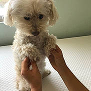 Gusgus joined the competition — help win amazing prizes! dog, white_dog, curly_fur, pet, hands, indoor, bed, window, light, cute, fluffy, animal, paws, holding, soft_light, background, texture, domestic, companion, friendly