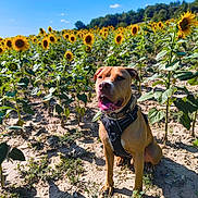Kirou a rejoint le concours — aidez-le/la à gagner de superbes lots ! animal, blue_sky, canine, daylight, dog, earth, field, flora, greenery, happy, harness, leaves, nature, outdoor, pet, plants, sitting, summer, sunflower, sunlight