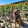 animal, blue_sky, canine, daylight, dog, earth, field, flora, greenery, happy, harness, leaves, nature, outdoor, pet, plants, sitting, summer, sunflower, sunlight
