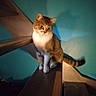 Charly participe au concours pour gagner de l'argent avec cette photo : cat, tabby, stairs, wood, railing, indoor, pet, animal, curious, shadow, teal_wall, white_paws, feline, sitting, house, cute, domestic, quiet, cozy, side_view