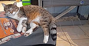 Charly participe au concours pour gagner de l'argent avec cette photo : cat, cushion, indoor, tile_floor, pet_cage, relaxed, sleepy, tabby_cat, fur, whiskers, tail, paw, resting, home, animal, pet, furniture, quiet, cozy, domestic