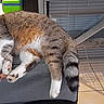 cat, cushion, indoor, tile_floor, pet_cage, relaxed, sleepy, tabby_cat, fur, whiskers, tail, paw, resting, home, animal, pet, furniture, quiet, cozy, domestic